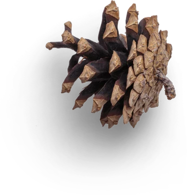 Piña del bosque de Boroa